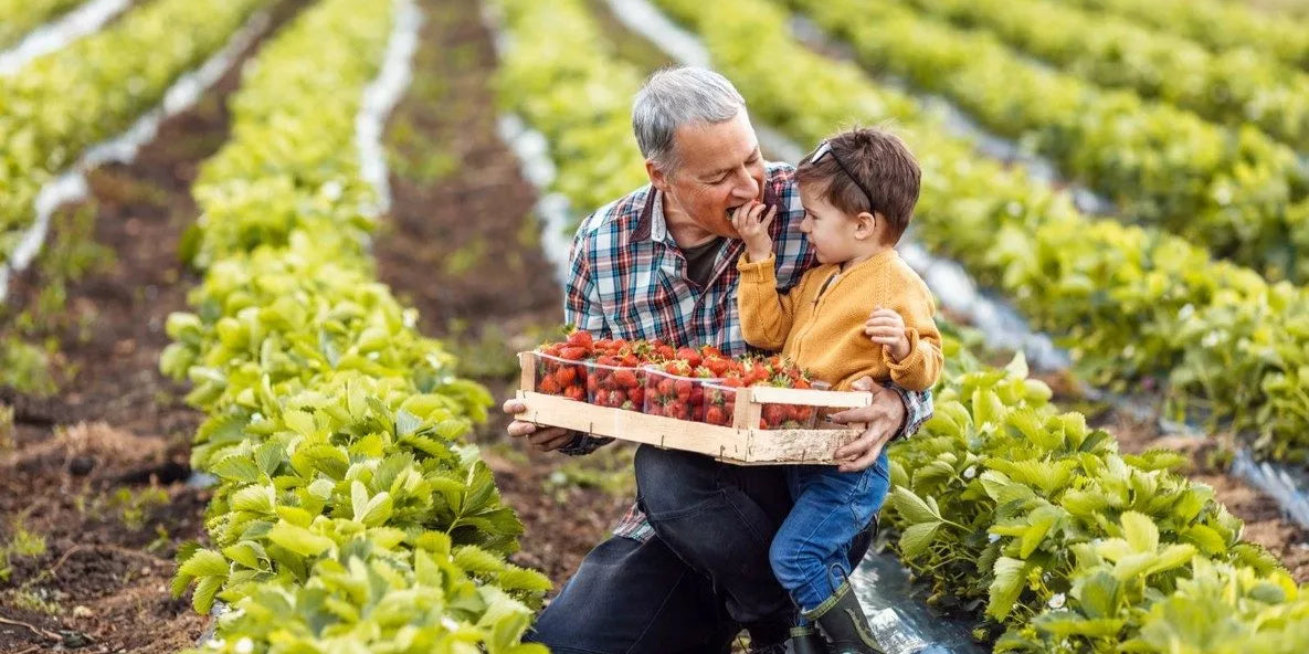 Cueillette de fruits et légumes: 10 adresses à découvrir en famille